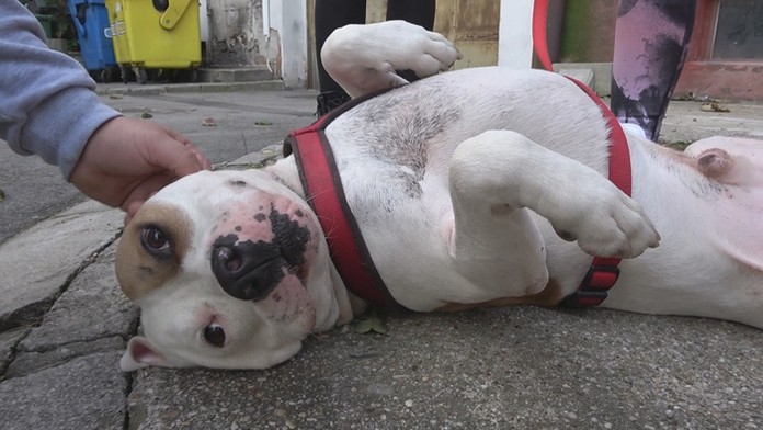 Testovanie v Stropkove.