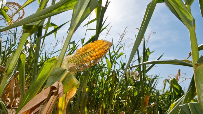 Kukuričné pole v správe Poľnohospodárskeho družstva v Šenkviciach.