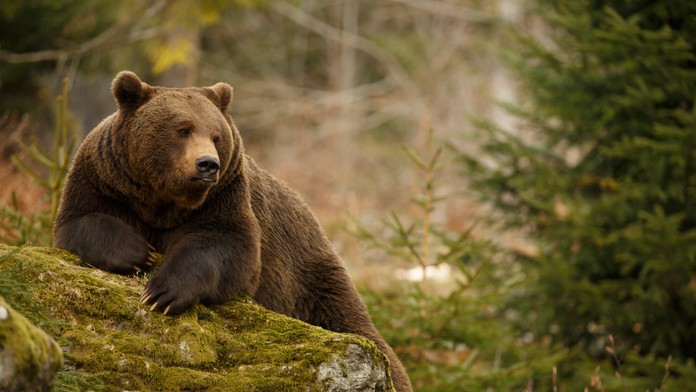 Ďalší útok medveďa: Muža napadol na prechádzke v okolí Prievidze