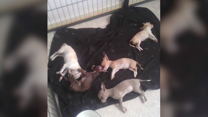 Ukradli 89 kusov oblečenia