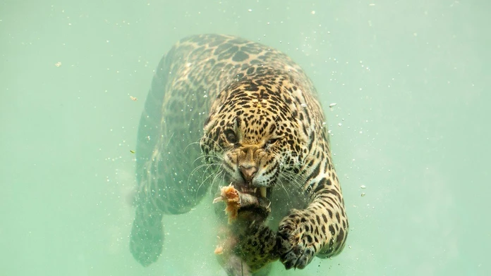 Alpská lyžiarka Tina Weiratherová v super-G na MS v Are.