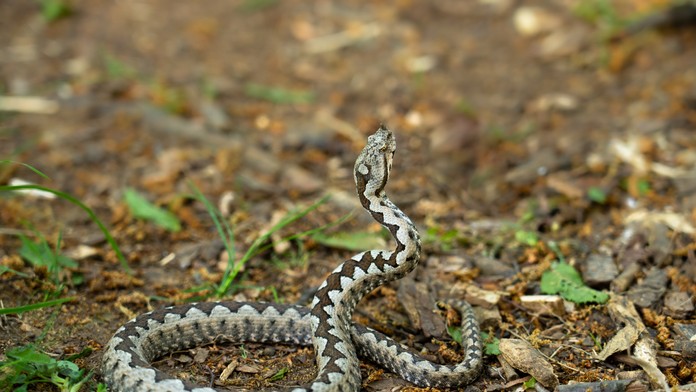 Ilustračná snímka 