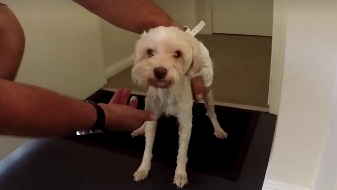 Drobná Cassie sa z útoku musela spamätať.