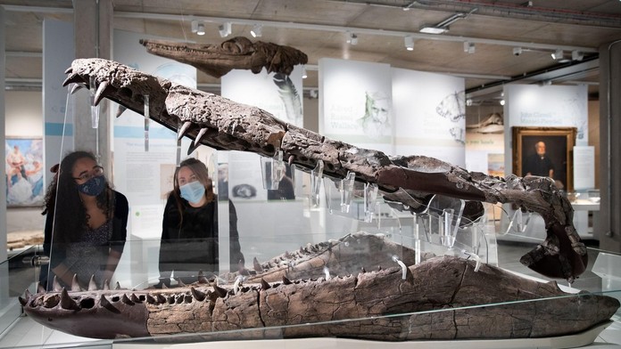 Mal schopnosti ako T-Rex, bol kráľom oceánov. Vedci objavili gigantickú lebku pravekého monštra