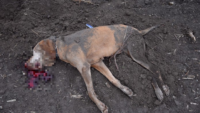 Obvinili Bratislavčana, ktorý zabil svojho psa tesárskym kladivom