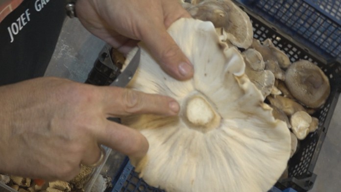 Ázijská huba Shitake.