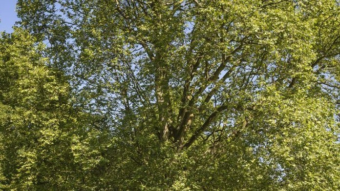 Strom má majestátnu korunu.