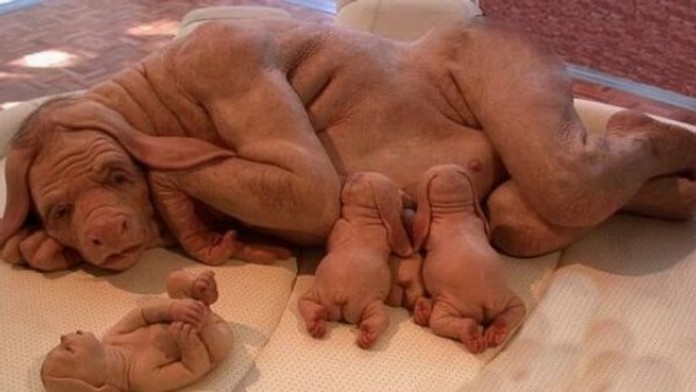 Muž z Pardubíc predáva na internete šteniatka prapodivného tvora