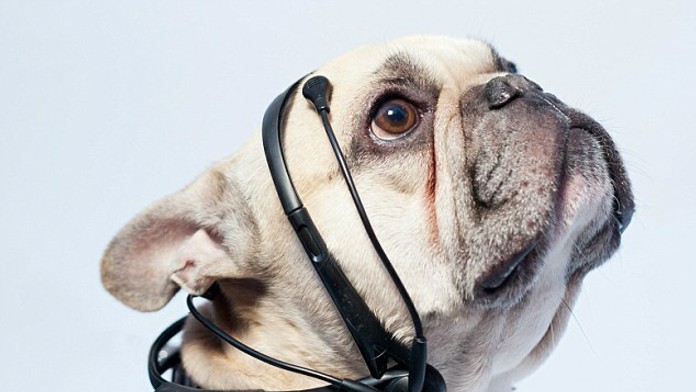 Čo si myslí váš pes?