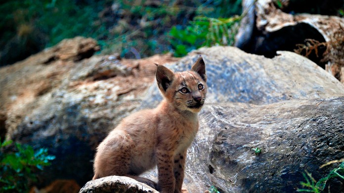 Muž z Taiwanu sa snaží kráčať počas tajfúnu Lekima.