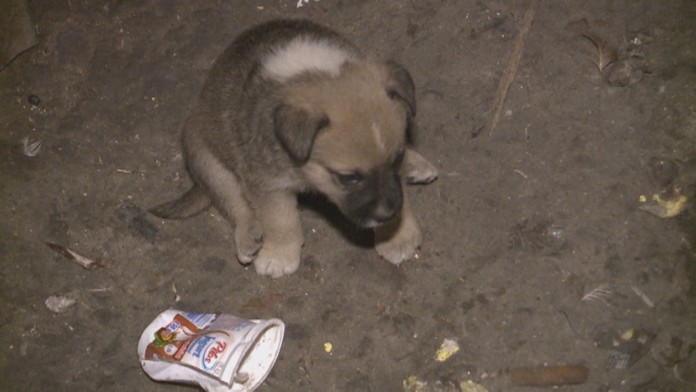 Šteniatko, pre ktoré sa pobila celá osada
