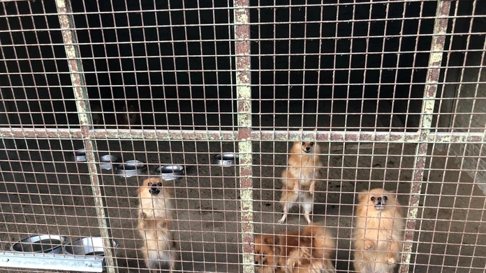 Na snímke je policajná akcia Kerberos proti nelegálnemu obchodu so psami.