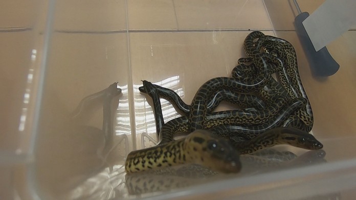 Vzácne anakondy z košickej zoo.