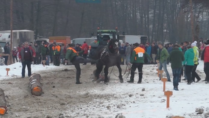 Furmani kopali koňa