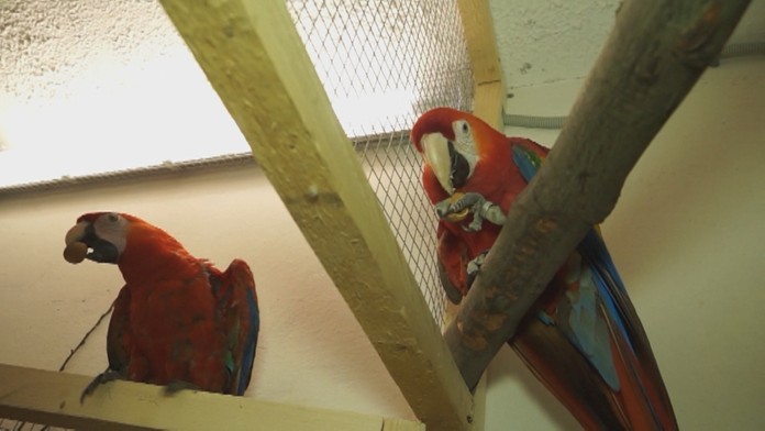 Papagáj Aroš a jeho partnerka.