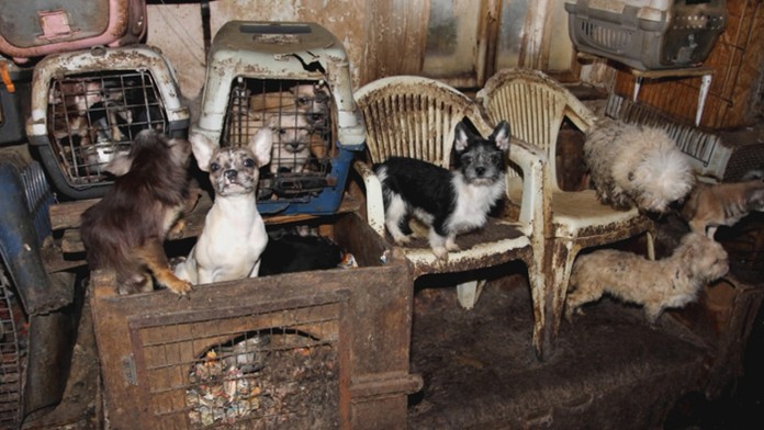 Psíky chované v otrasných podmienkach.