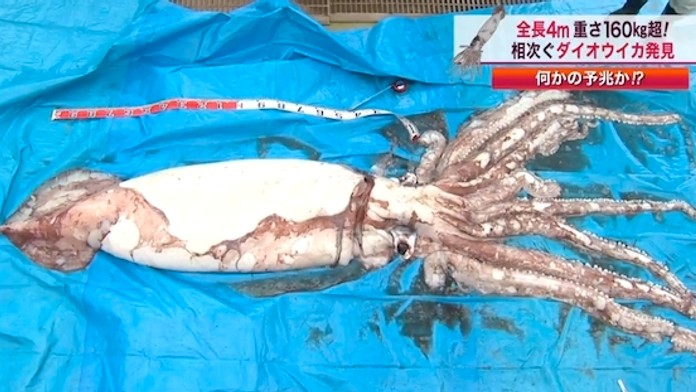 Japonský rybár ulovil obrovského kalmara