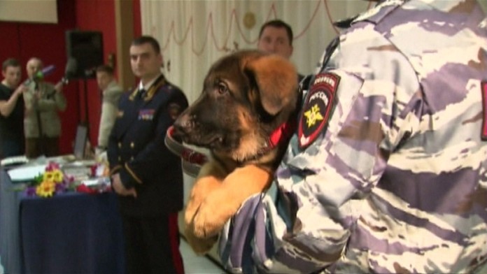 Psík nahradí sučku Diesel. Tá prišla o život počas protiteroristickej akcie