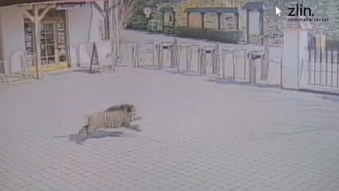 19_DIVIAKweb_jpg_bez_watermarku_1.jpg