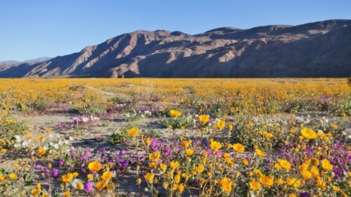 Borrego Springs.