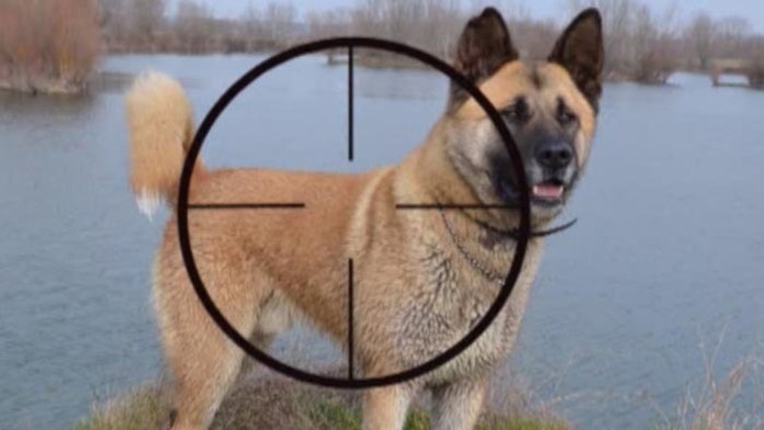 pes fotoweb_jpg_bez_watermarku_1_edited-1.jpg