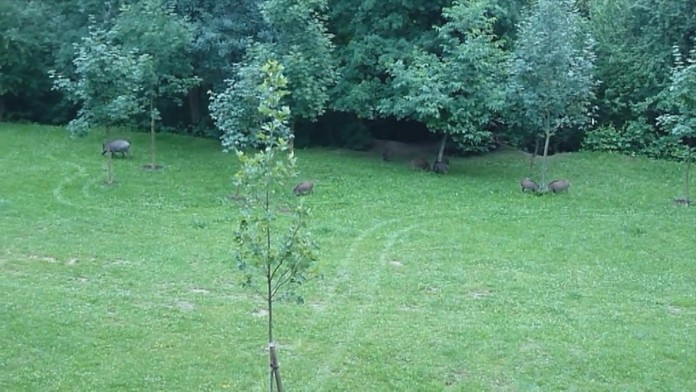 Ranný pohľad.