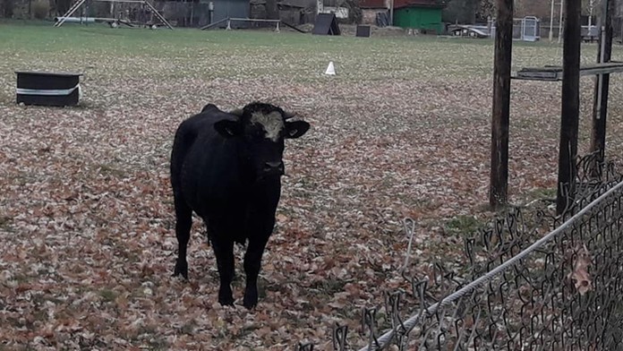 Býk, ktorý utiekol z jatiek.