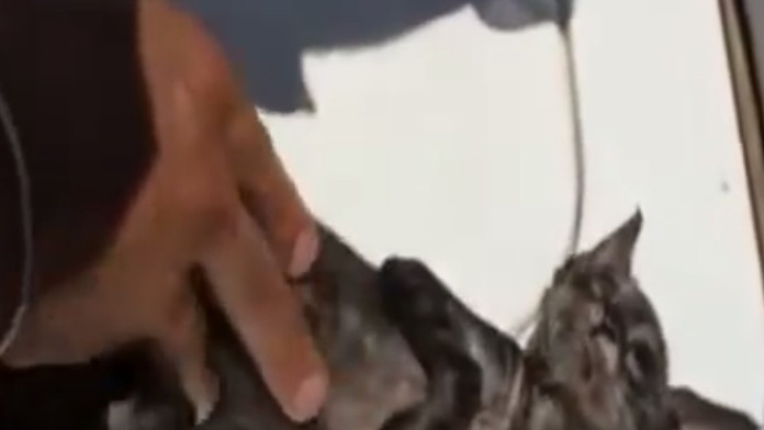 Námorníci našli v mori bezvládne telo mačiatka. Zachránili ho dýchaním z úst do úst