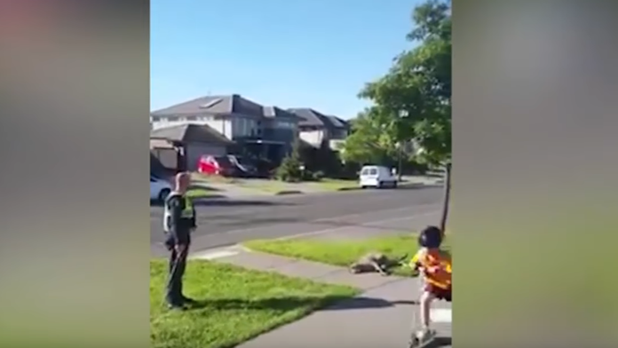 Policajt zastrelil zraneného klokana. 