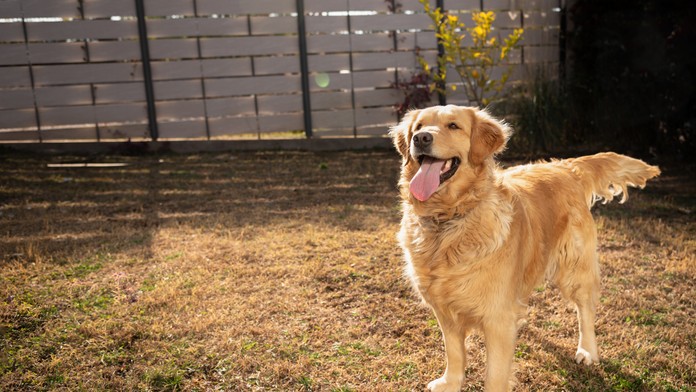 Zlatý retriever