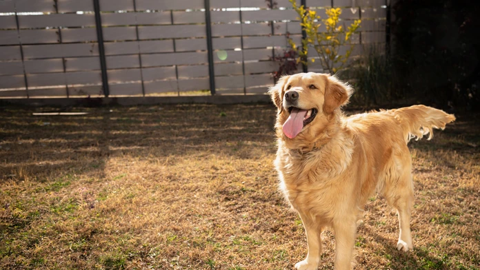 Zlatý retriever