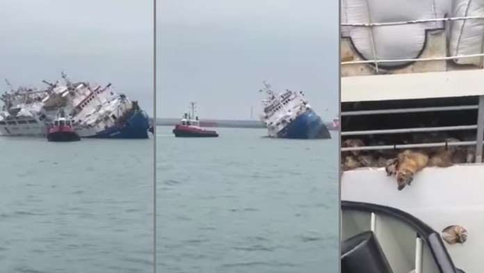 Rachel napadol pes, dokaličil jej tvár aj ruku.