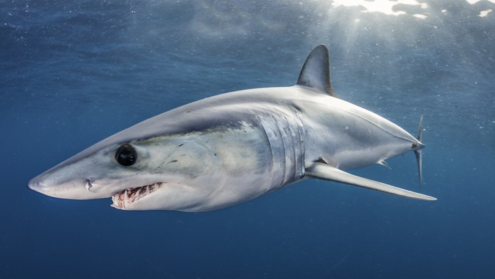 Obyvateľov a turistov na obľúbenom ostrove vystrašil žralok, priplával priamo do prístavu