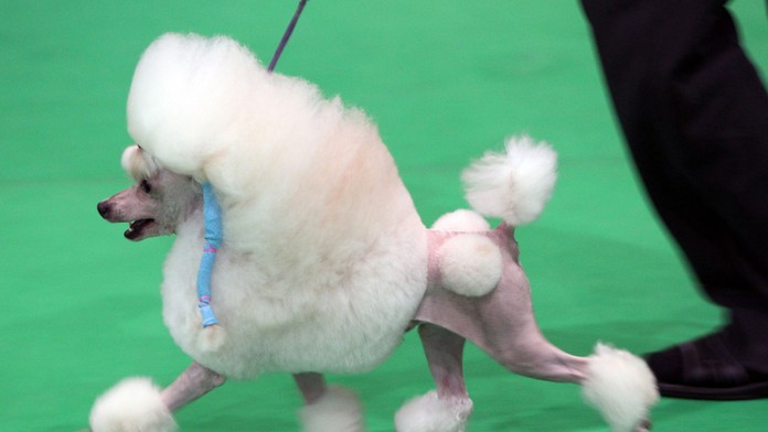 Pudel - ilustračné foto.