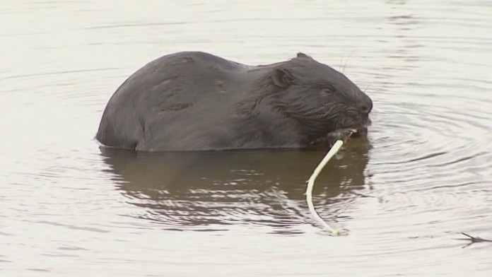 gudiak stavebny material_tvnoviny.mp4