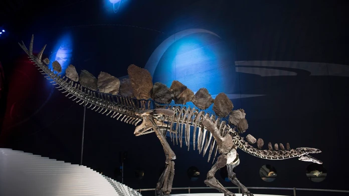Kostra jedného z najikonickejších dinosaurov ide prvýkrát do dražby. Z nálezcu sa stane milionár