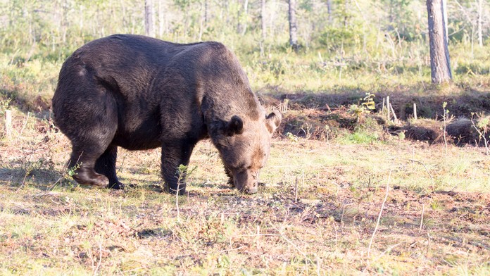 Medvedicu, ktorá v Taliansku zabila bežca, utratiť nemôžu. Podľa sudcov to bolo neprimerané