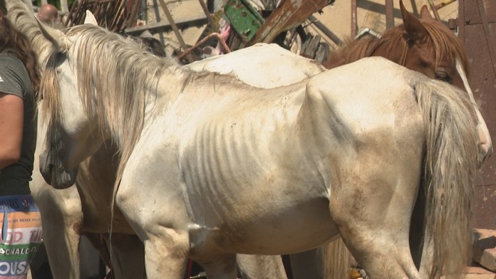 Schudnuté kone na farme pri Lučenci.