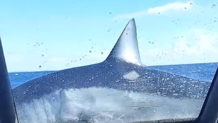 VIDEO: Desivý zážitok novozélandských rybárov. Do lode im skočil obrovský žralok mako