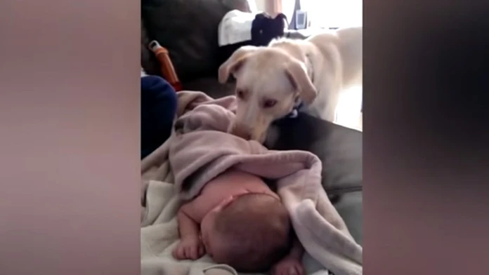 Starostlivý labrador prikrýva bábätko dekou