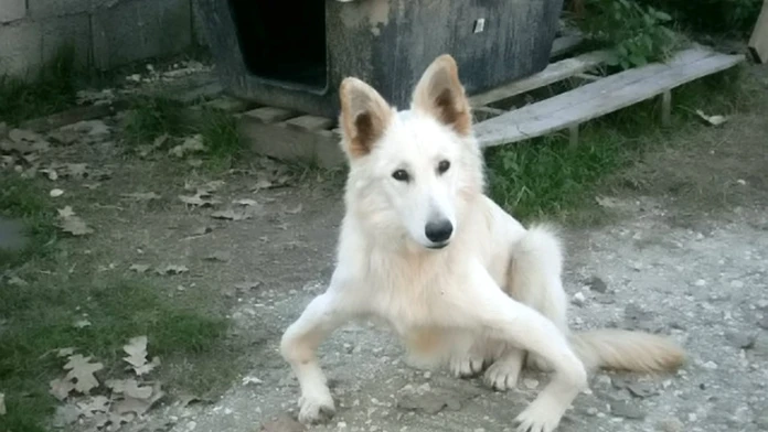 Krivonohý pes