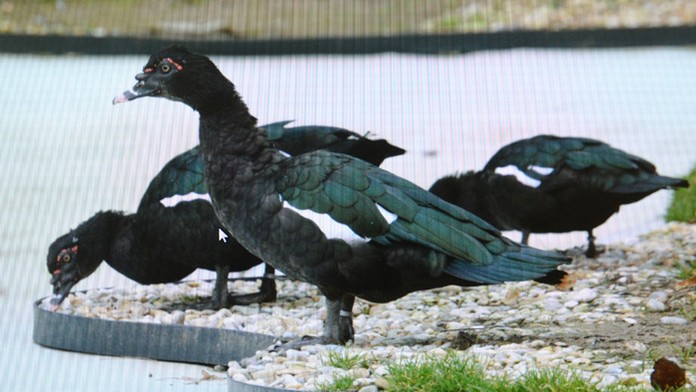 Na snímke reprofoto kačice pižmovky lesklej v Košiciach. 