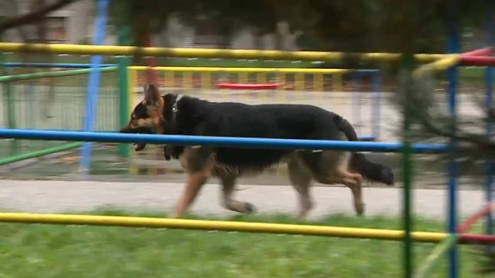 Nemecký ovčiak, ktorý útočil na ľudí 