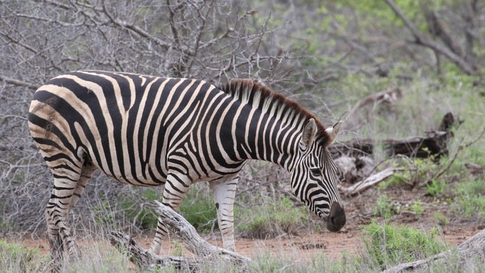 Zebra.