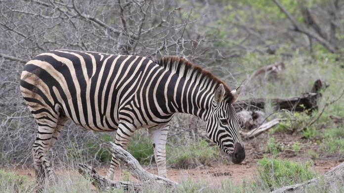 Zebra.