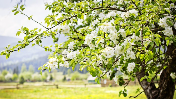 Slnečná jar- ilustračná snímka.