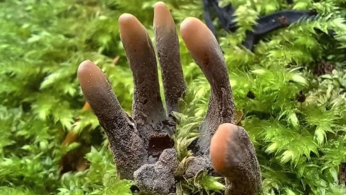 Fotografia mätie ľudí na sociálnych sieťach. Na takýto hororový výjav môžete naraziť aj v slovenských lesoch