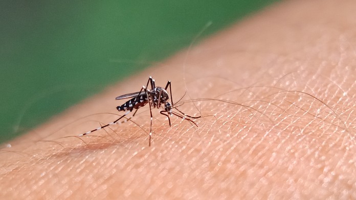 V Európe sa čoraz viac rozmáha tropické ochorenie. Odborníci hovoria o možnej pohrome