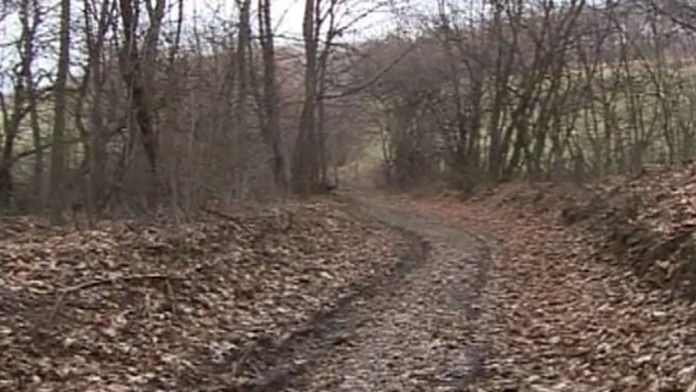 Streľba v lese