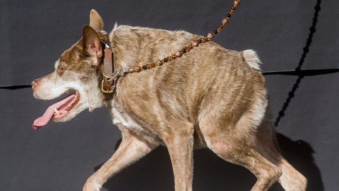 Lovci pokladov - Flynn